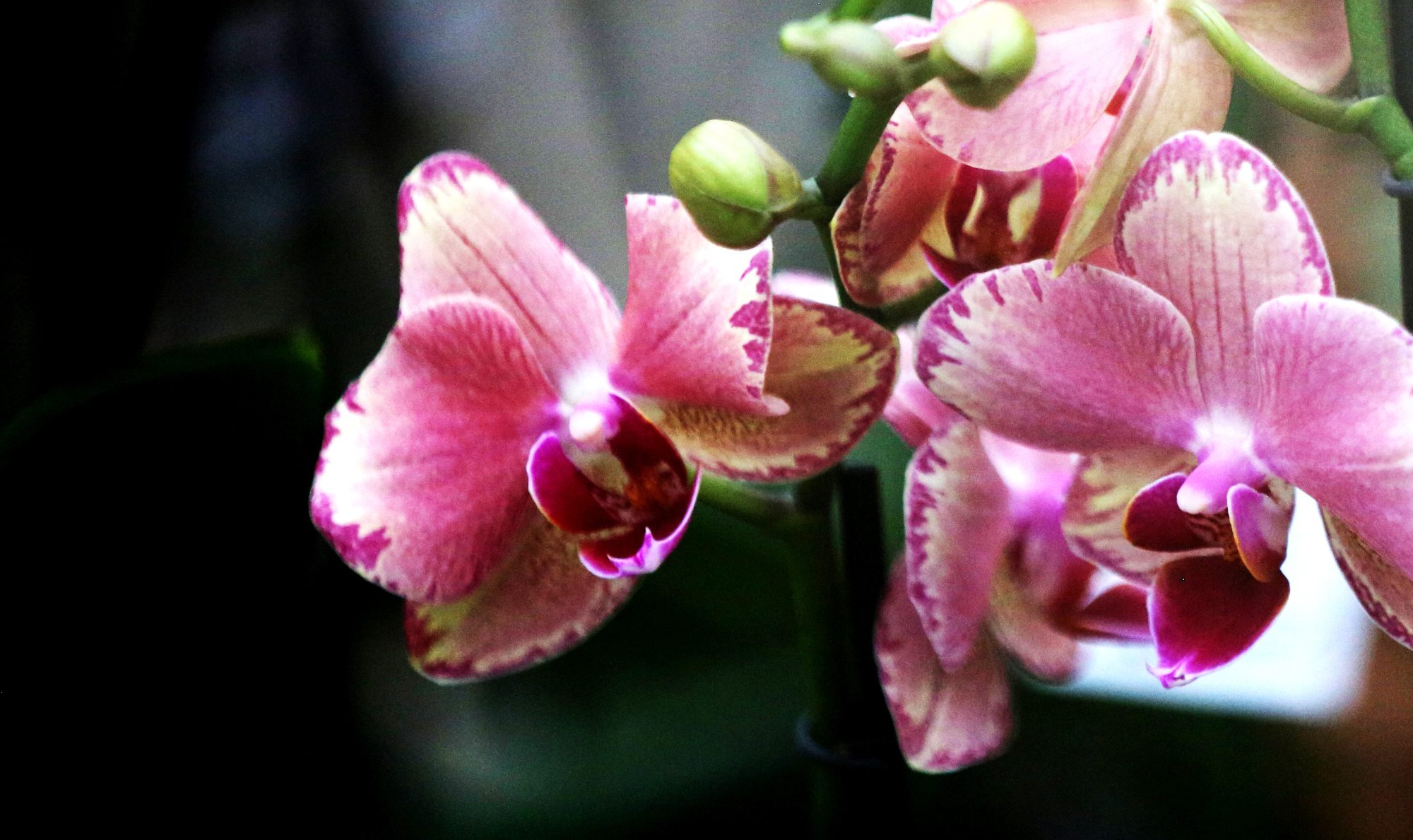 M&M Orchideen