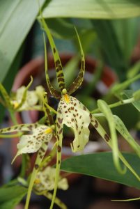 Blüte einer Brassia Arachne Verde Orchidee
