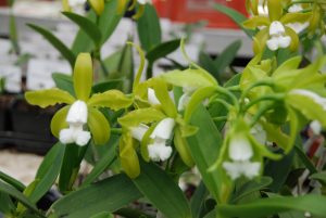 Blüte der M&M-Orchidee des Monats: Cattleya guttata alba Orchidee