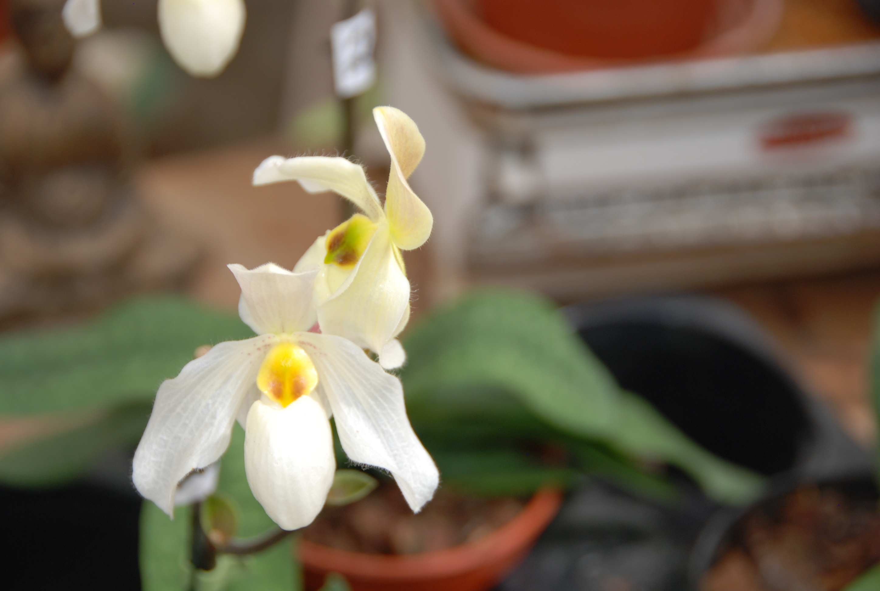 Blüte der M&M-Orchidee des Monats: Paphiopedilum Deperle Orchidee