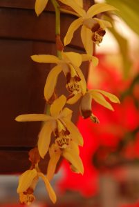 Blüte der M&M-Orchidee des Monats: Coelogyne tomentosa Orchidee von M&M Orchideen