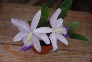 Blüte der M&M-Orchidee des Monats: Orchidee Laeliocattleya Love Knot in Blüte von M. Wolff