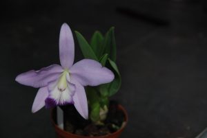 Blüte der M&M-Orchidee des Monats: Orchidee Cattleya Sierra Sky