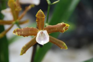 Blüte der M&M-Orchidee des Monats: Anneliesi candida Orchidee