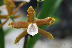 Blüte der M&M-Orchidee des Monats August 2018: Anneliesia candida Orchidee