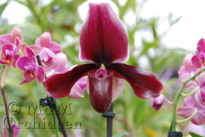 Blüte der M&M-Orchidee des Monats Dezember 2018: Paphiopedilum Black Jack Orchidee