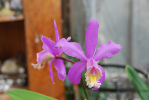 Blüte der M&M-Orchidee des Monats Januar 2019: Cattleya Harrisoniana Orchidee
