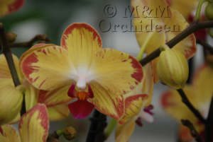 Blüte einer Phalaenopsis Papageno Orchidee